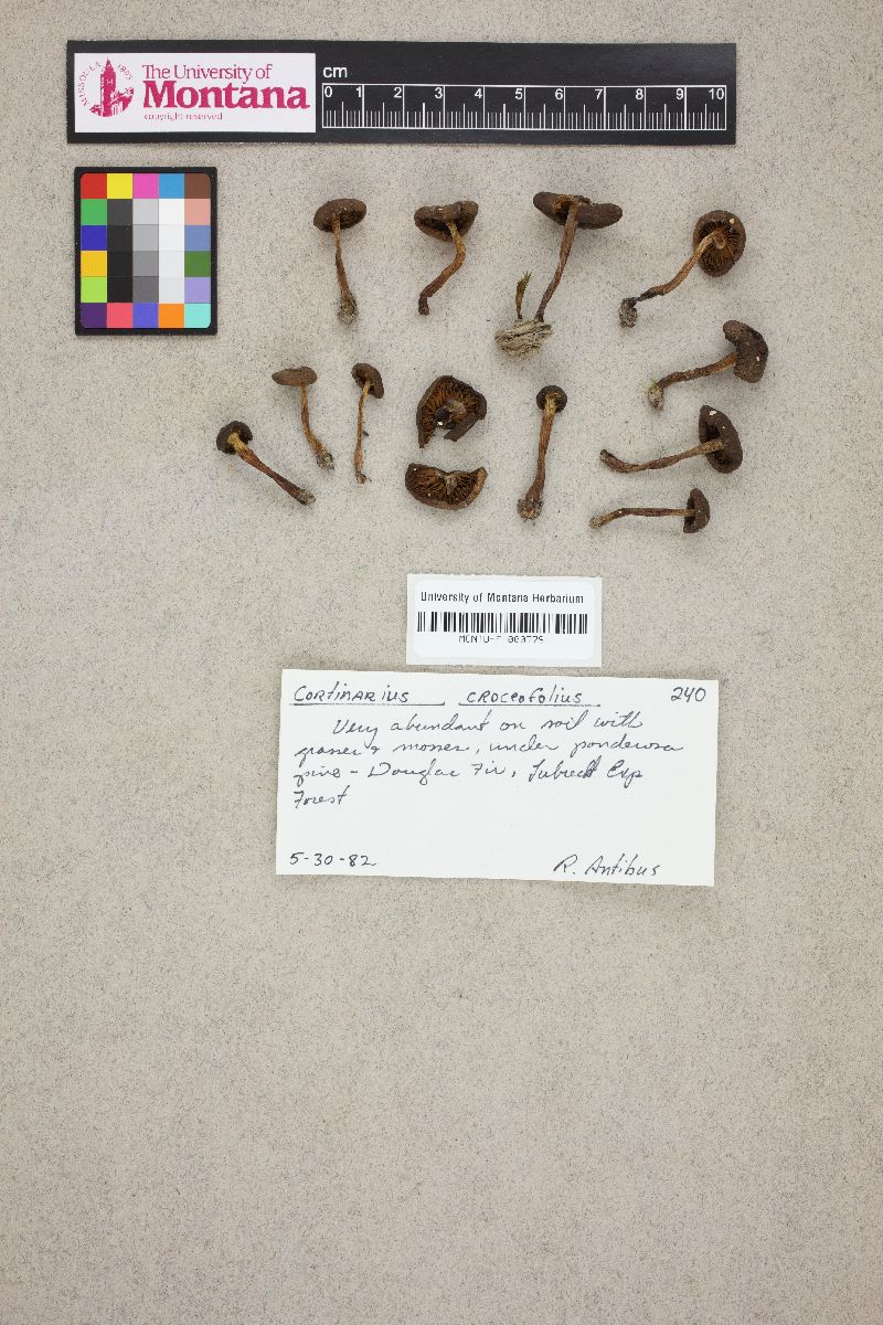 Cortinarius croceofulvus image