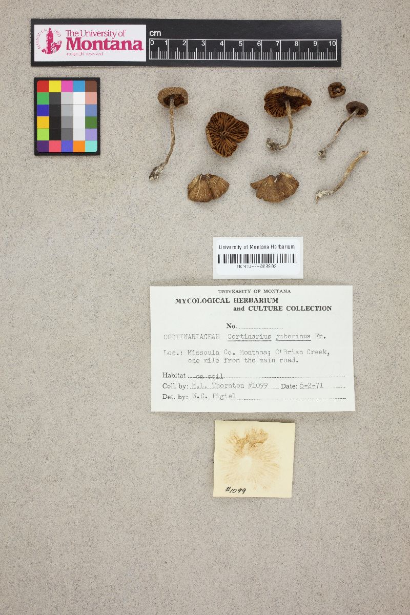 Cortinarius jubarinus image