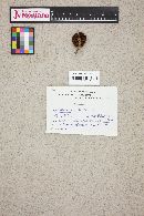 Cortinarius cinnamomeus image