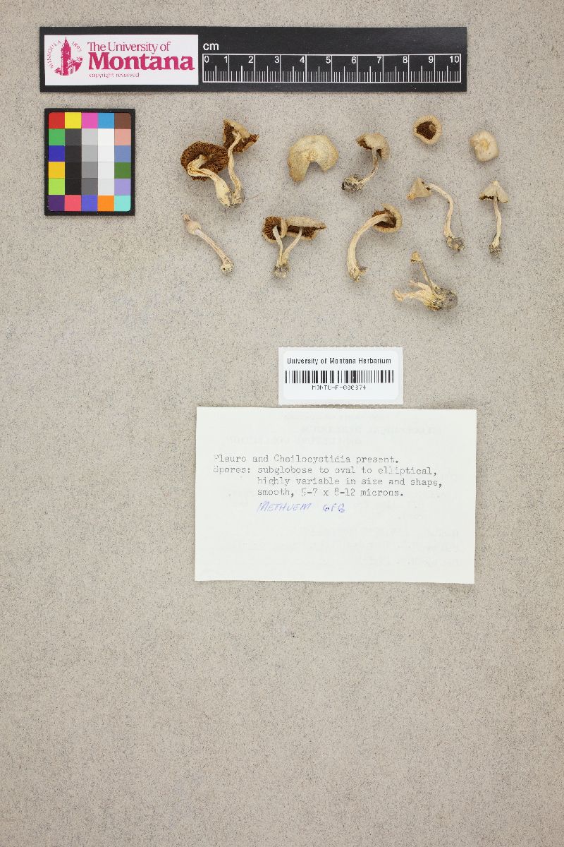 Cortinarius gracilis image