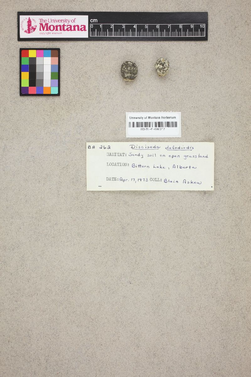 Disciseda defodiodis image
