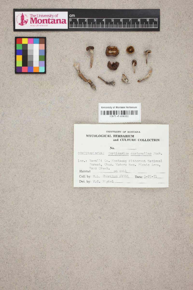 Cortinarius castanellus image