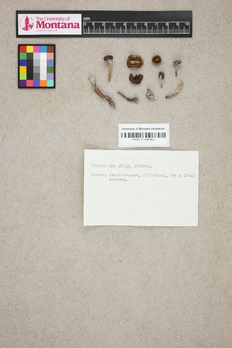 Cortinarius castanellus image