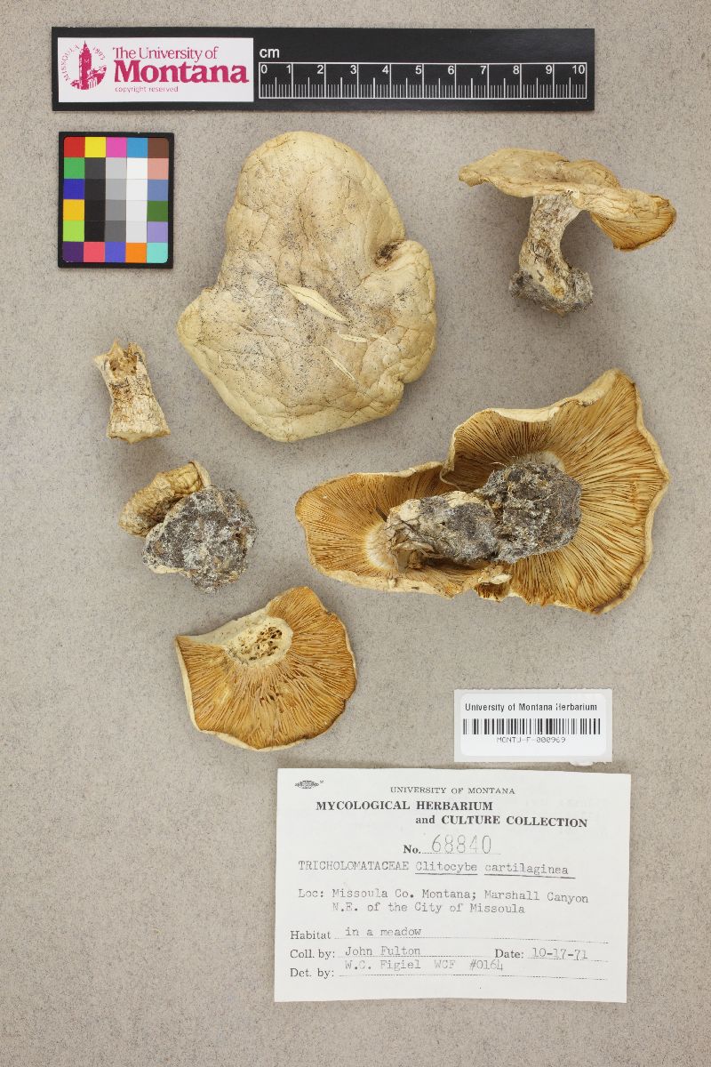 Tricholoma cartilagineum image