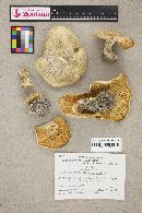 Tricholoma cartilagineum image