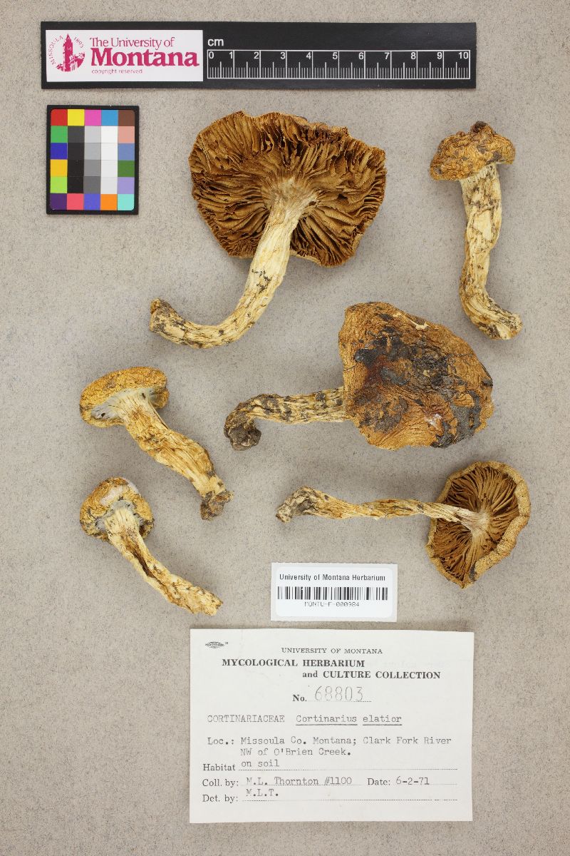 Cortinarius elatior image
