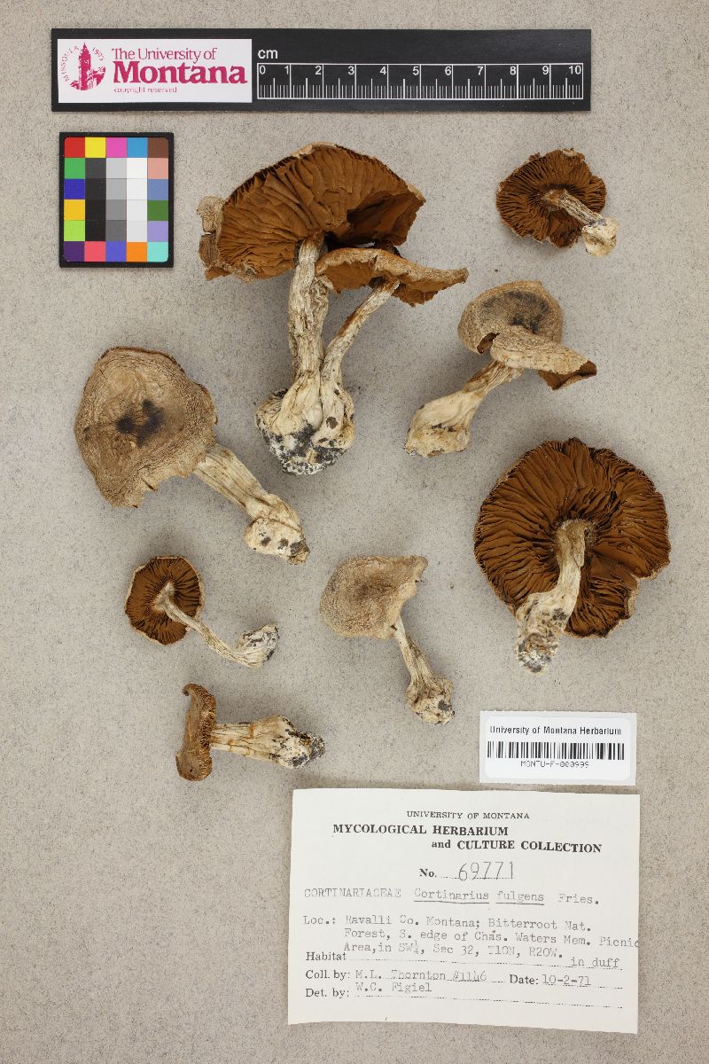 Cortinarius olearioides image