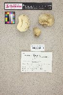 Lycoperdon utriforme image