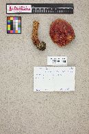 Boletus frostii image