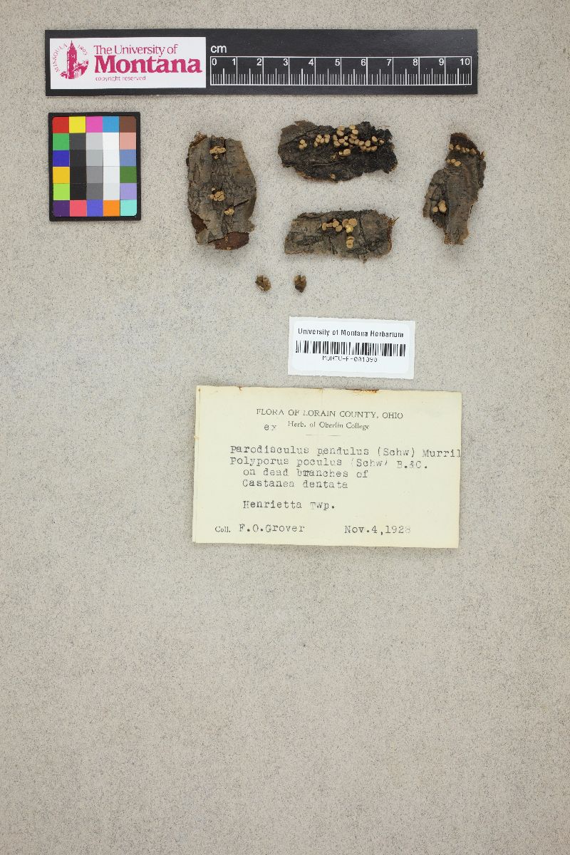 Polyporus pocula image
