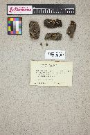 Polyporus pocula image
