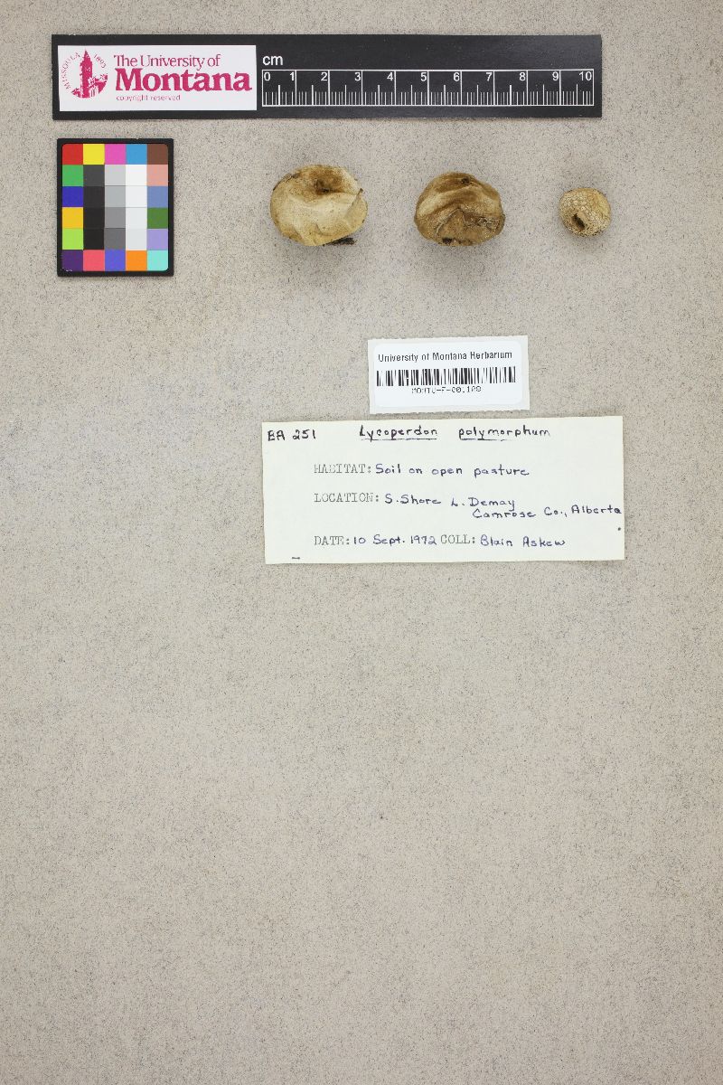 Lycoperdon polymorphum image