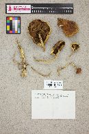 Hypholoma capnoides image