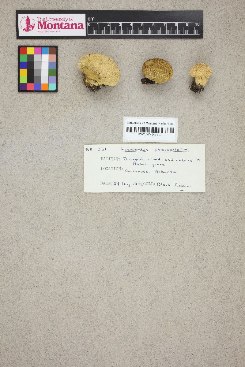 Lycoperdon caudatum image