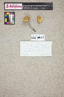 Marasmius oreades image