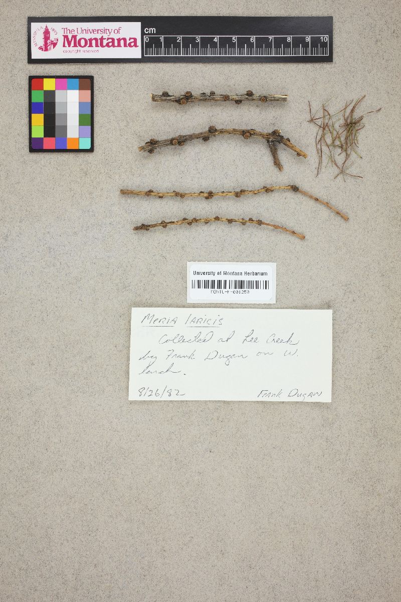 Rhabdocline laricis image