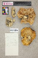 Lactarius piperatus image