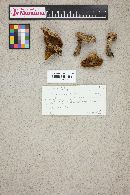 Suillus lakei image
