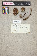 Austroboletus gracilis image