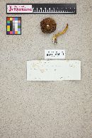Austroboletus gracilis image
