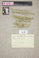 Ustilago filiformis image