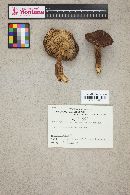 Tricholoma imbricatum image