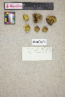 Truncocolumella citrina image