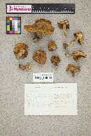 Suillus brevipes image