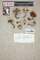 Suillus flavidus image