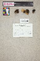 Suillus caerulescens image