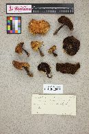 Suillus americanus image