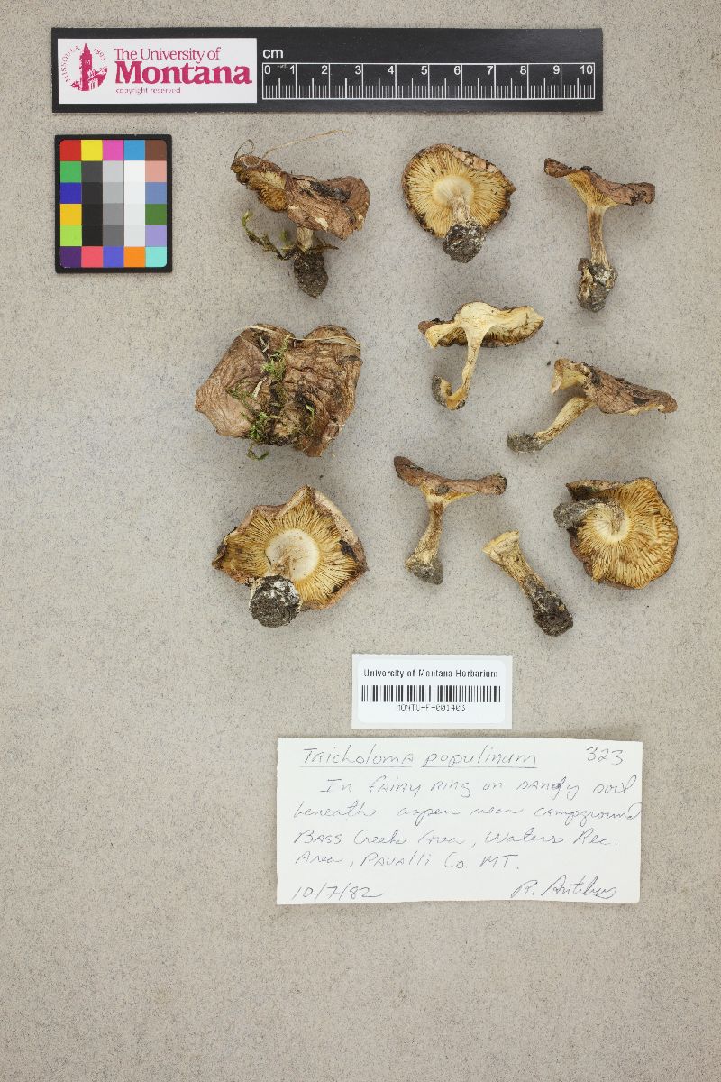 Tricholoma populinum image
