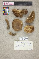 Tylopilus plumbeoviolaceus image