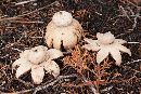 Geastrum smardae image