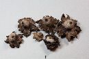 Geastrum berkeleyi image