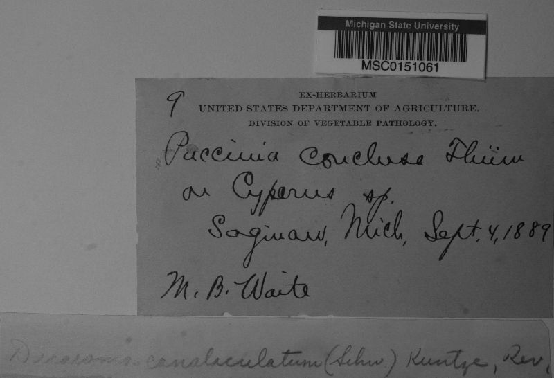 Puccinia conclusa image