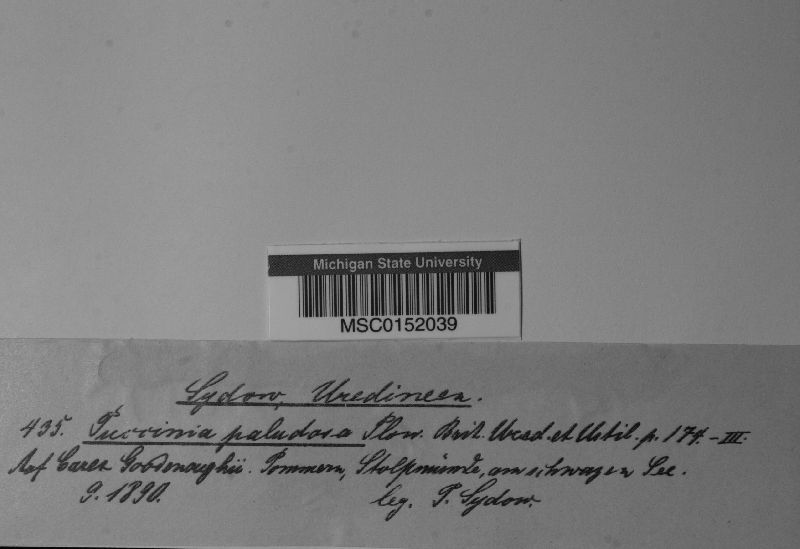 Puccinia paludosa image