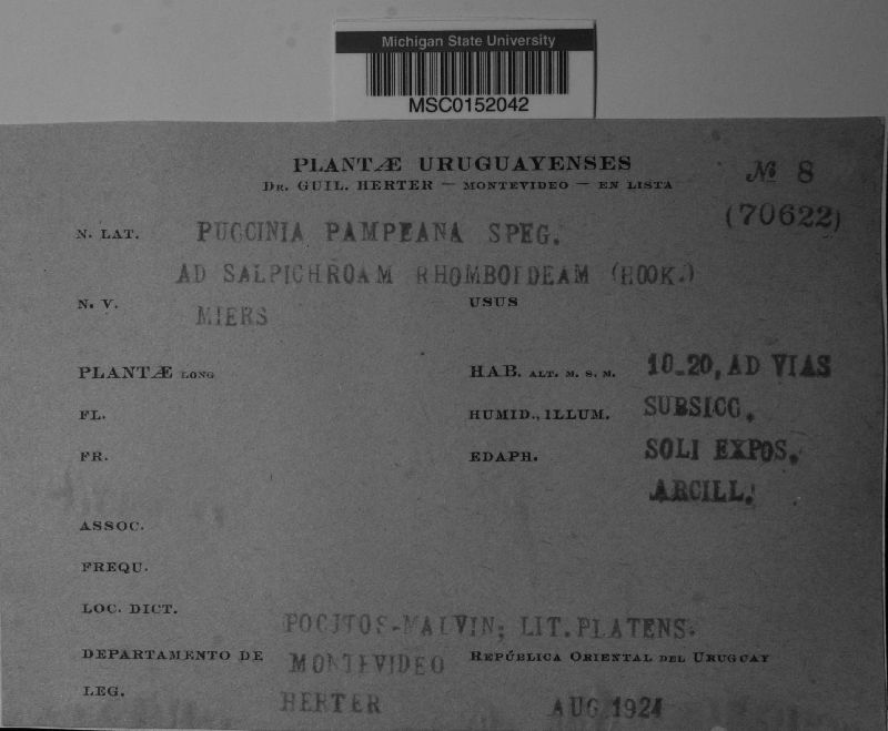 Puccinia pampeana image