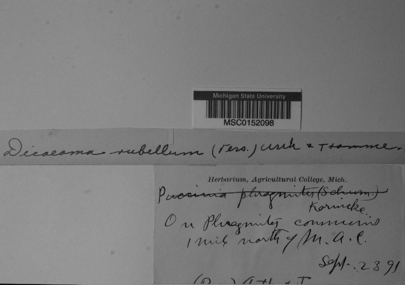 Dicaeoma rubellum image