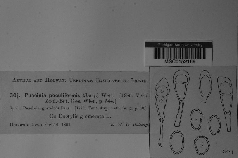 Puccinia physalidis image