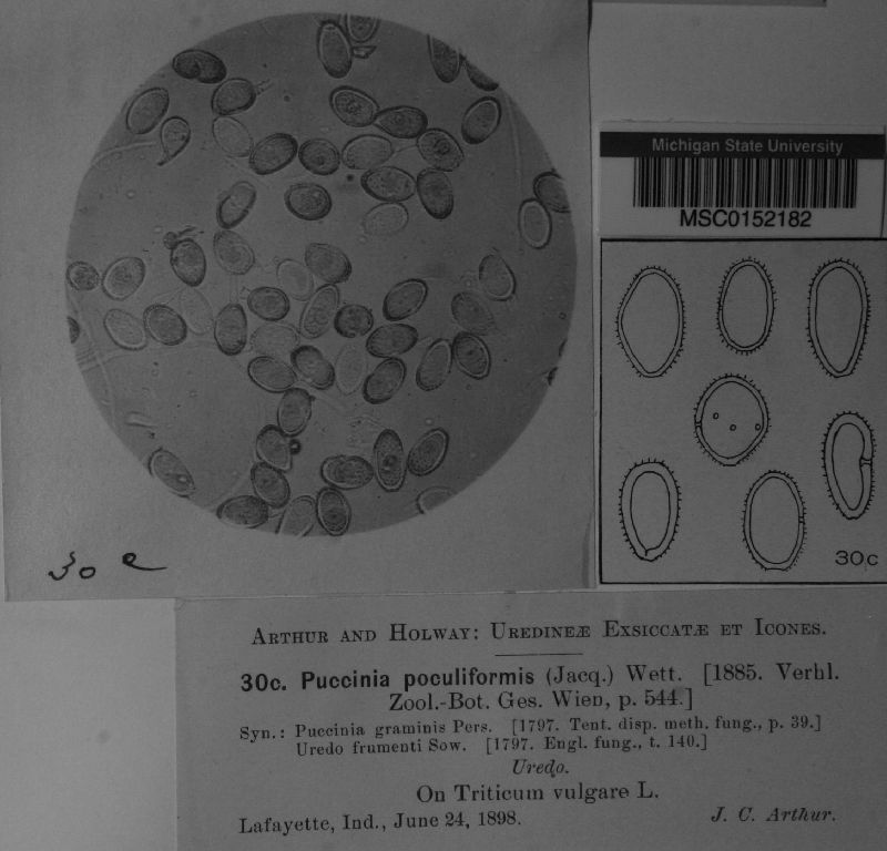 Dicaeoma rubellum image