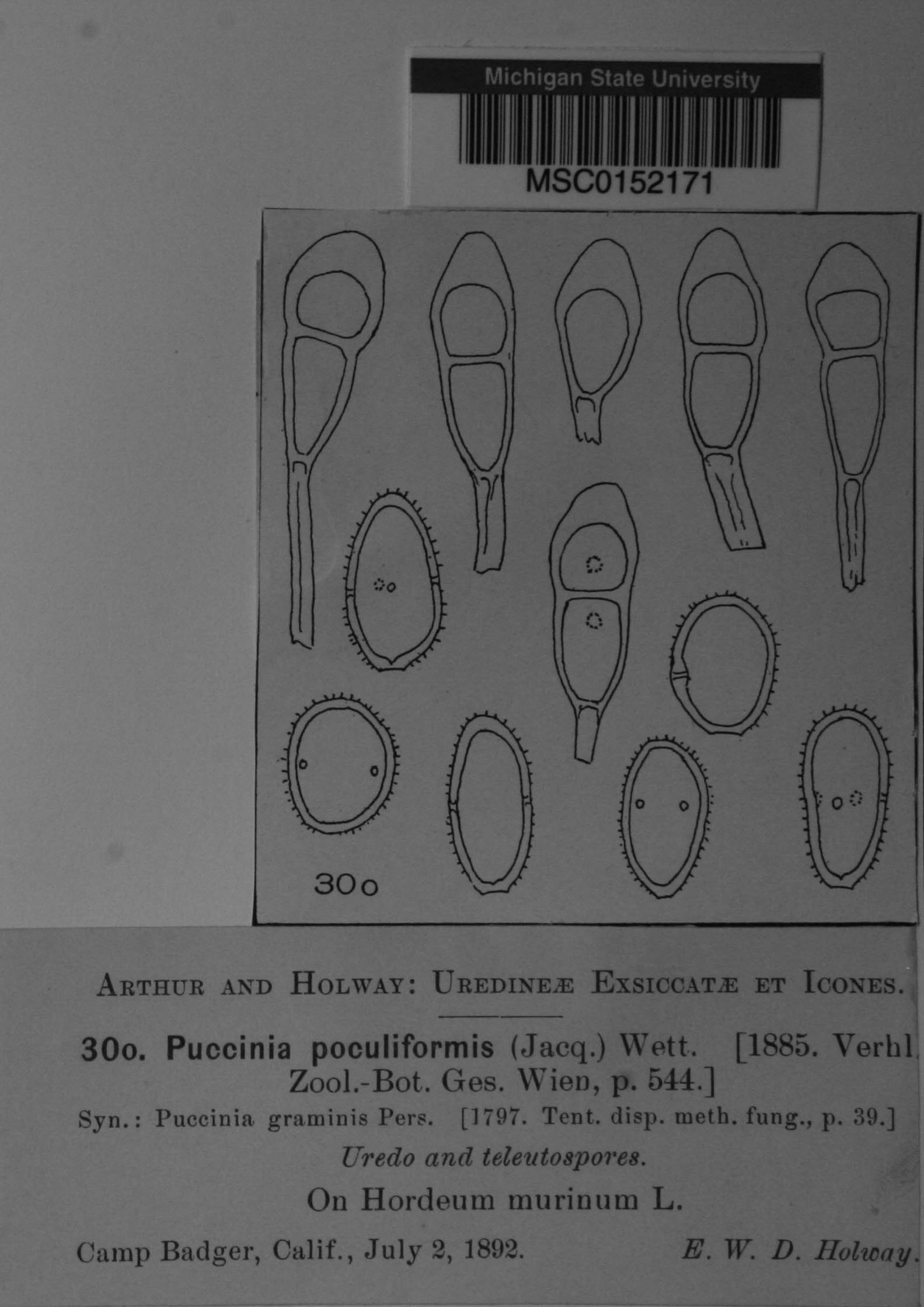 Puccinia poculiformis image