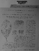 Tranzschelia pruni-spinosae image