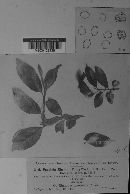 Puccinia coronata image