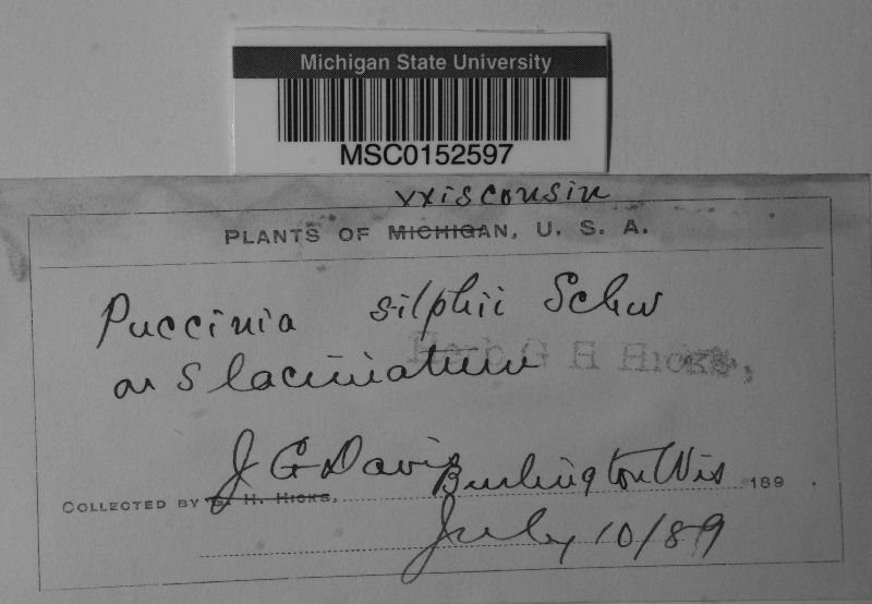 Puccinia silphii image