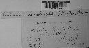 Puccinia sorghi image
