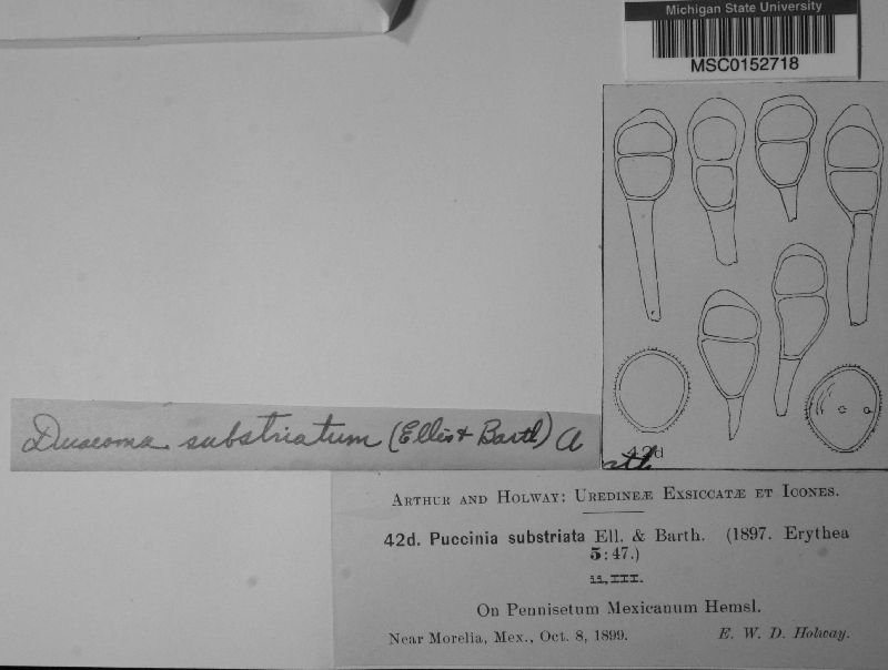 Dicaeoma substriatum image