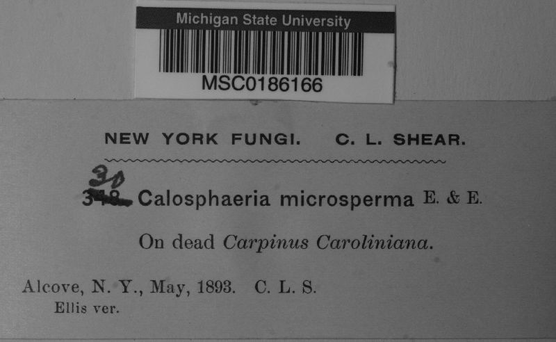 Calosphaeria microsperma image