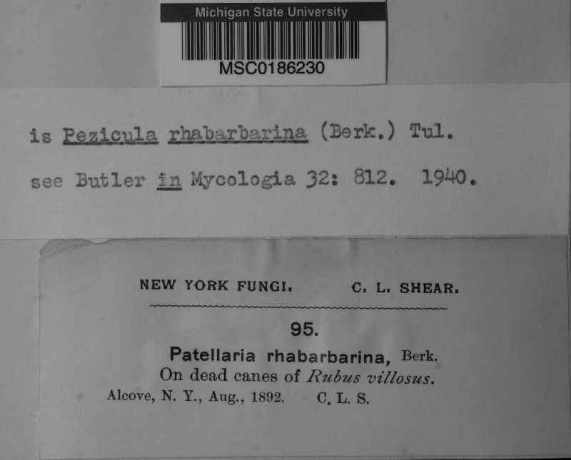 Pezicula rubi image