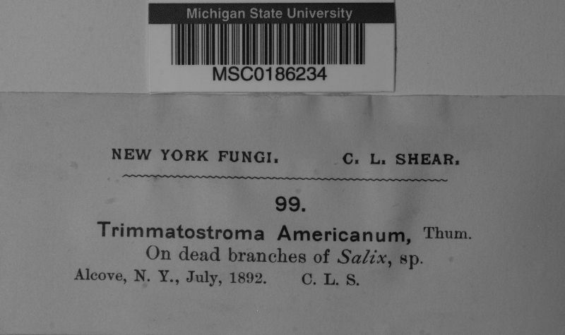 Trimmatostroma americanum image